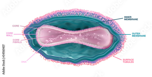 Monkey pox virus structure, illustration photo