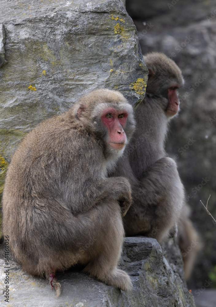 Japanese macaque (Macaca fuscata) in Belgium zoo Pairi Daiza