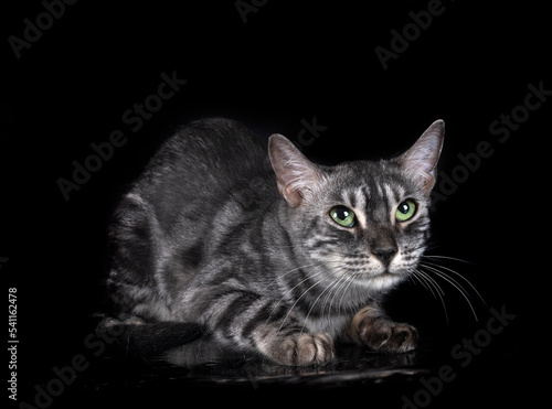 bengal kitten in studio