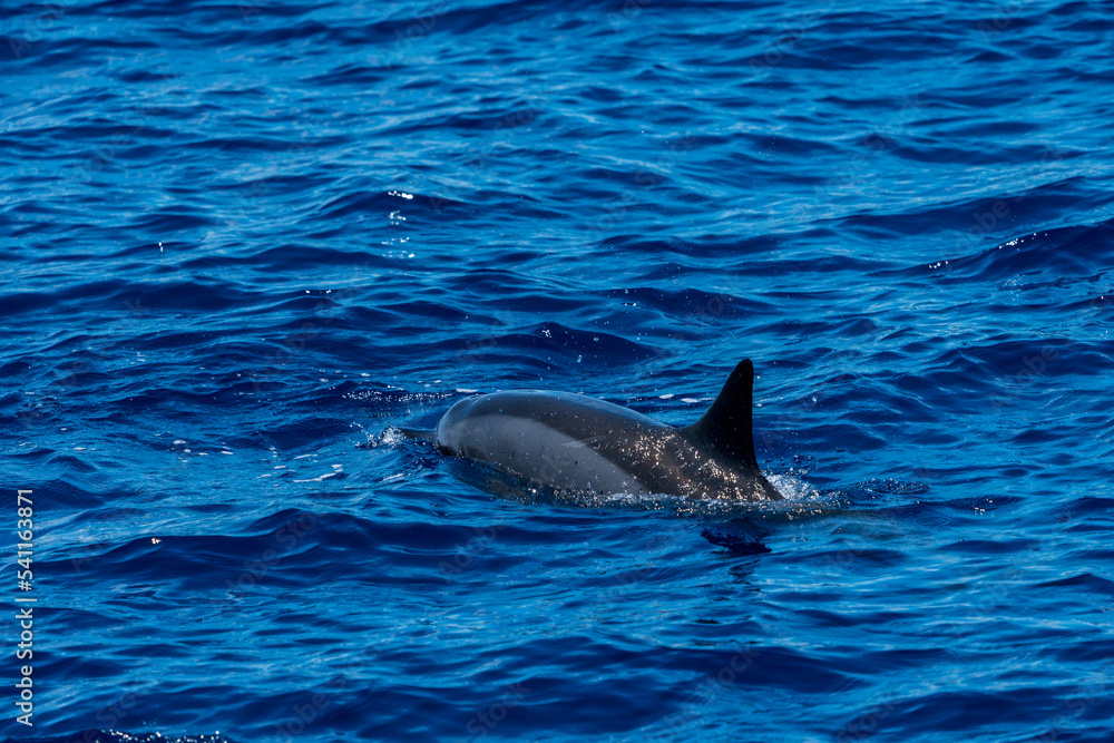 Obraz premium ハシナガイルカ 小笠原