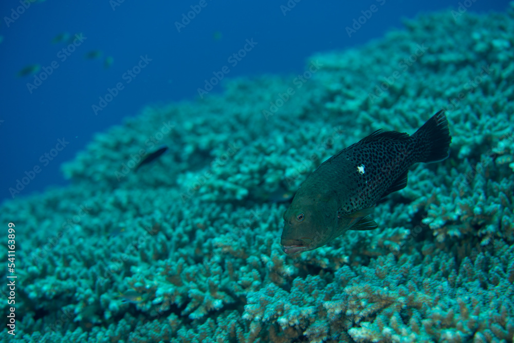 Fototapeta premium 小笠原 イソゴンベ