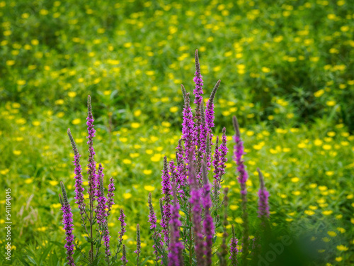 fleurs dans les marais d'Orx dans les Landes en France photo