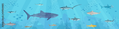 Photography Underwater Fishes Flat Composition