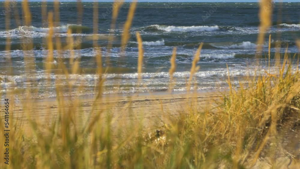 Idyllic view of empty Baltic sea coastline, dead yellow grass in foreground, steep seashore dunes damaged by waves, white sand beach, coastal erosion, climate changes, medium shot Idyllic view of empty Baltic sea coastline, dead yellow grass in foreground, steep seashore dunes damaged by waves, white sand beach, coastal erosion, climate changes, medium shot