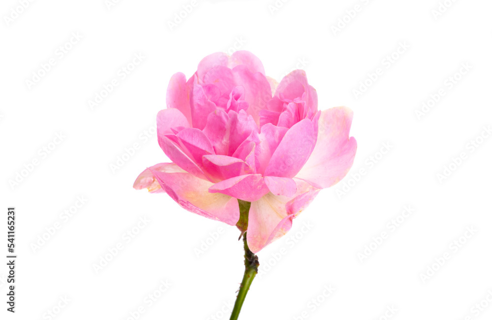 pink small rose isolated