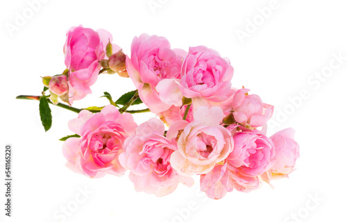 pink small rose isolated