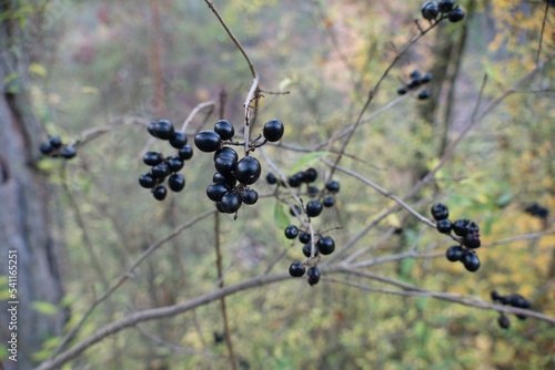 autumn nature in a czech countryside landscape and forest photo