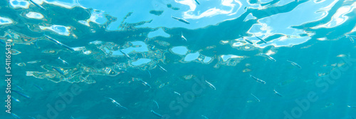 Fotografie A shoal of anchovies in the Mediterranean Sea