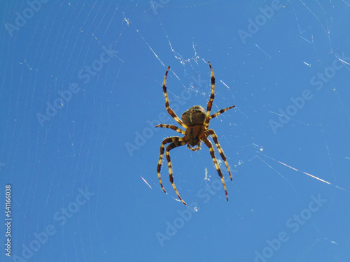 Araneus Diadematus Spider