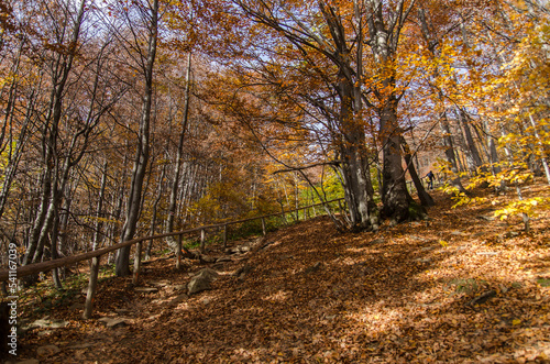 Fototapeta Naklejka Na Ścianę i Meble -  Jesienny las 