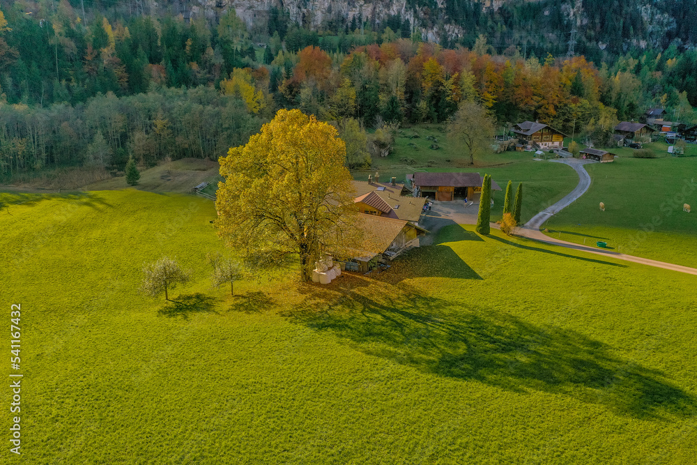 Aerial View autumn tree in rural swiss alps Switzerland