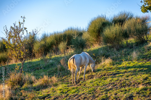 a white horse on a green lawn whilst sunset