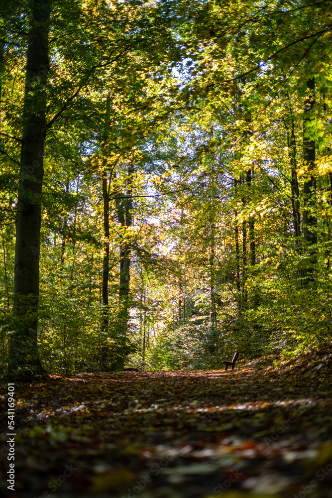 a path full of leaves on an autumn day in the forest