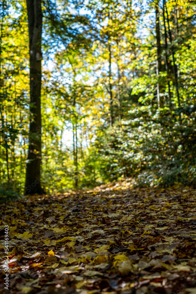 a path full of leaves on an autumn day in the forest a path full of leaves on an autumn day in the forest