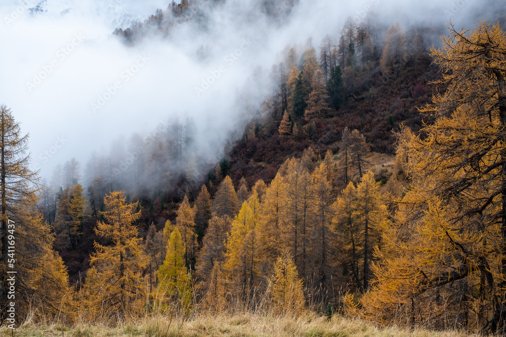 yellow trees in autumn in engadin switzerland yellow trees in autumn in engadin switzerland