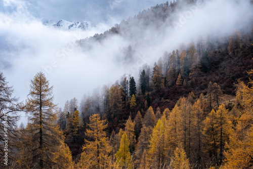 Cloudy autumn day with yellow and brown trees in the mountains of Switzerland Engadin.