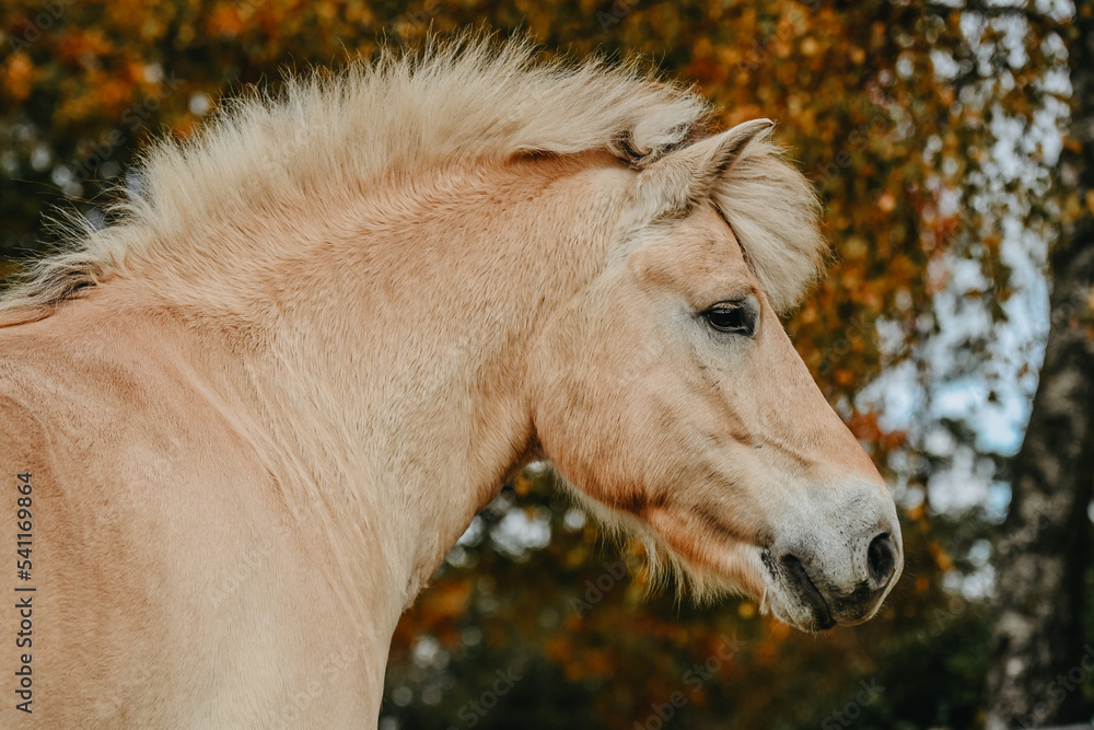 Obraz premium Head of a Fjord Horse gelding in freedom with red colours of autumn in background 