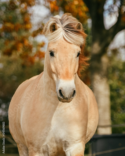 Fjord horse in autumn