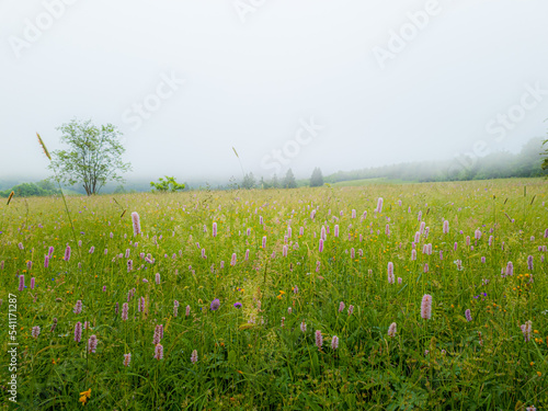 Rhöner Moorwiese im mystischen Nebel