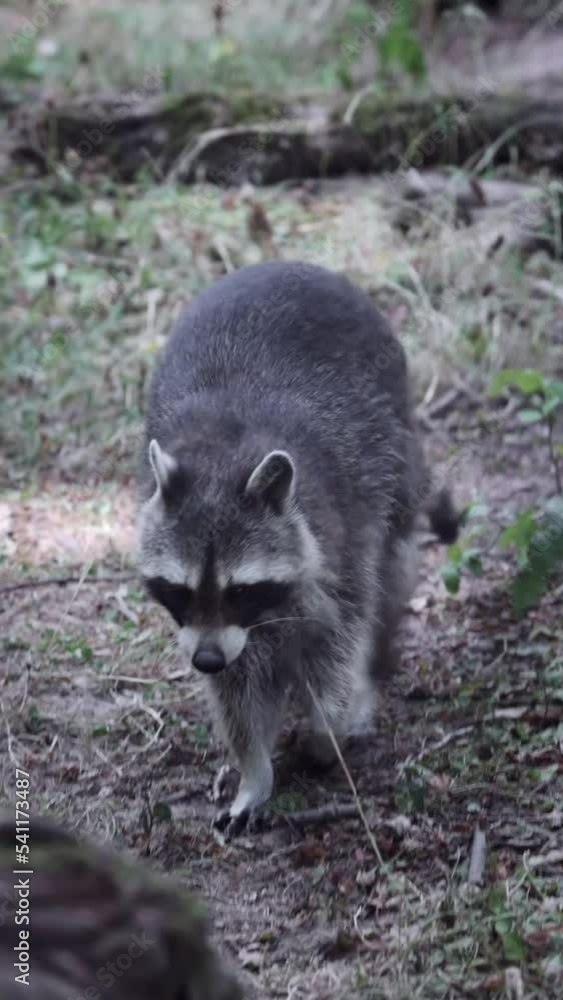 Raccoon walking through forest floor in Wildlife Park black forest, Germany Raccoon walking through forest floor in Wildlife Park black forest, Germany
