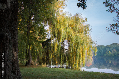 Augenweide Trauerweide