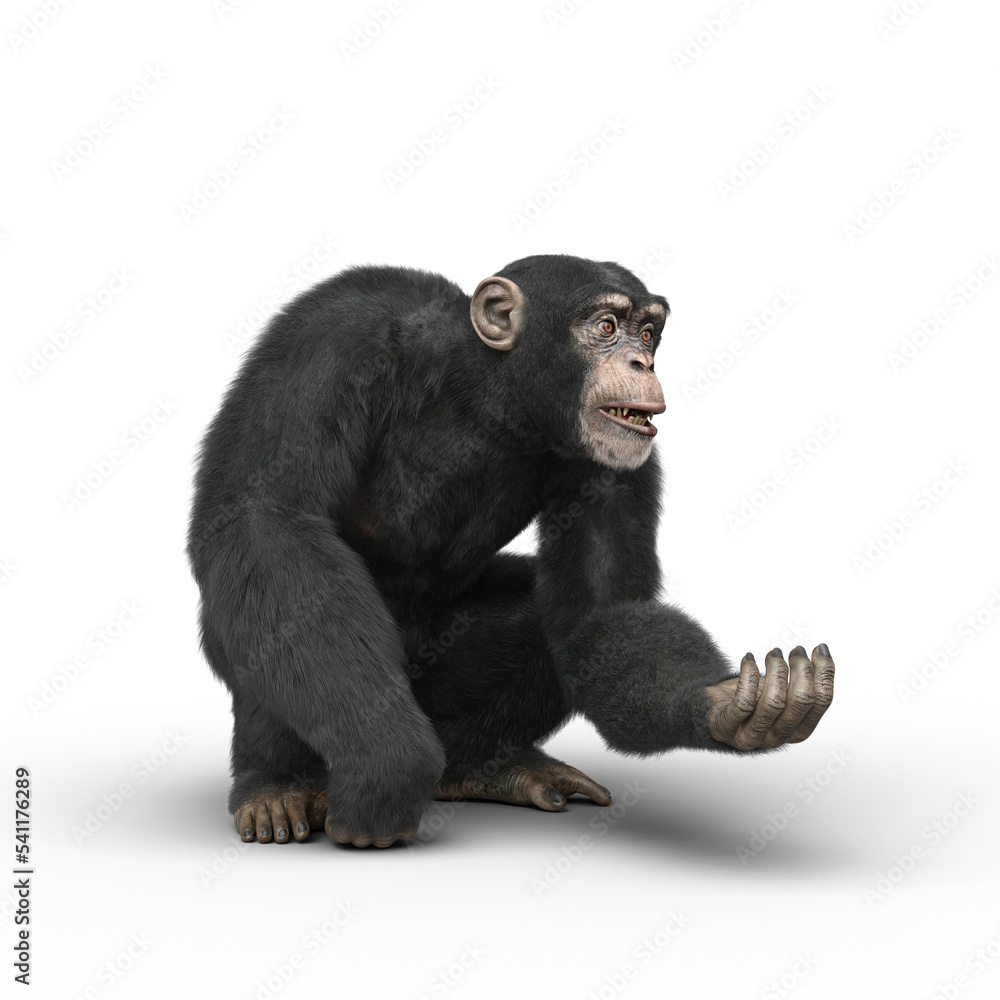 Chimpanzee crouching and holding out a hand. Stock Illustration | Adobe  Stock
