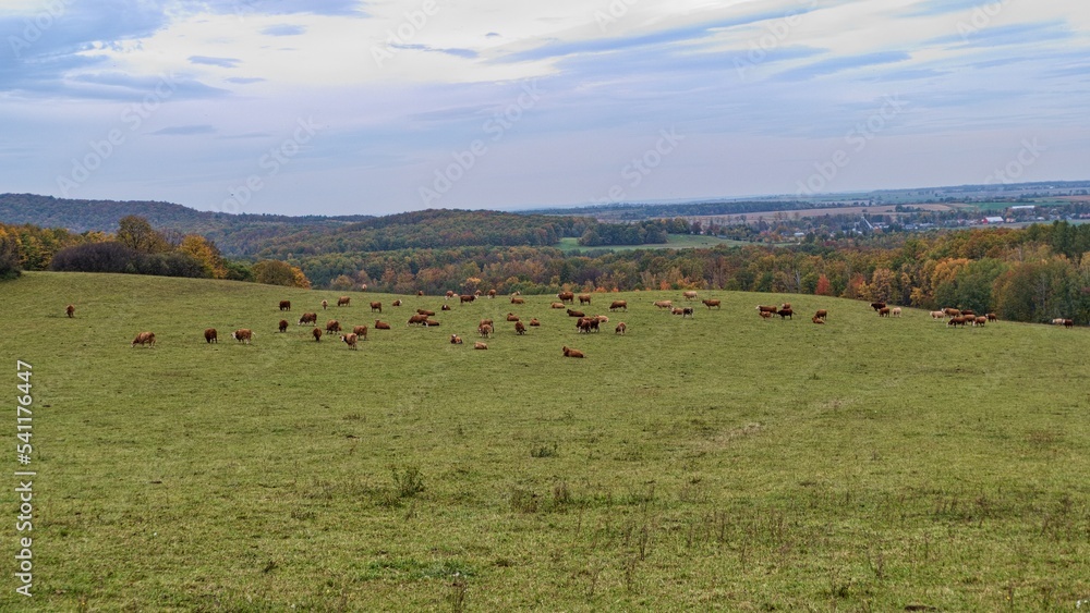 autumn nature in a czech countryside landscape and forest