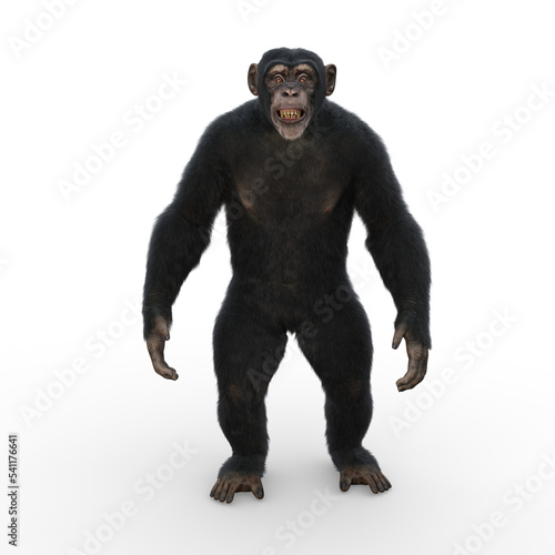 Chimpazee standing upright and looking straight ahead grinning with mouth open.