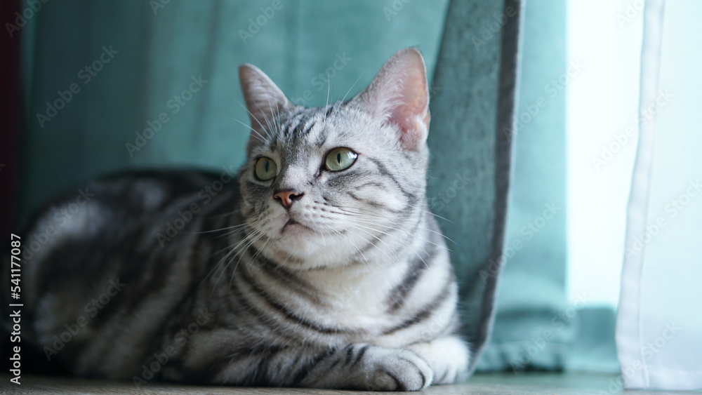American Shorthair cat Sit back and look at the door There is a curtain on the wooden floor