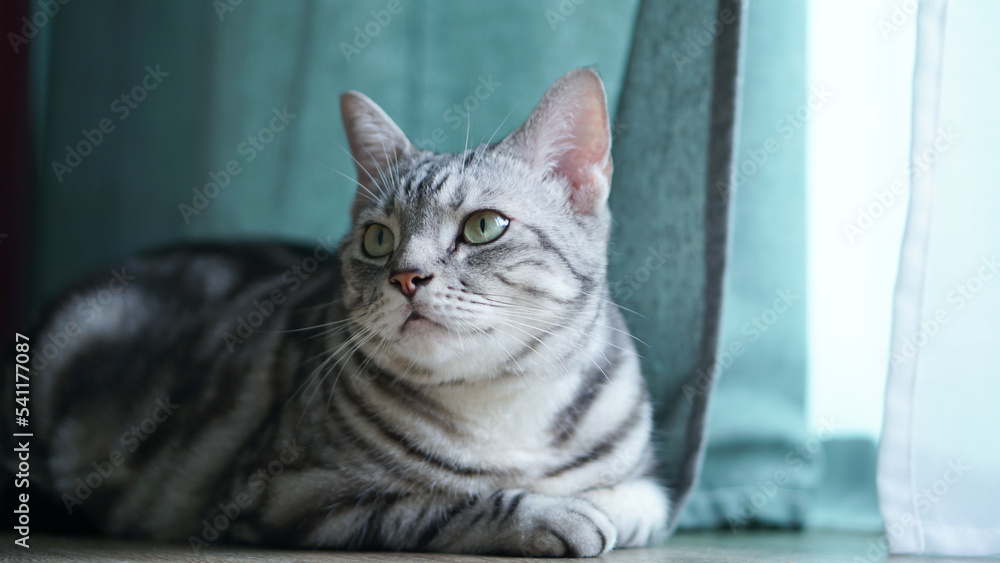 American Shorthair cat Sit back and look at the door There is a curtain on the wooden floor American Shorthair cat Sit back and look at the door There is a curtain on the wooden floor