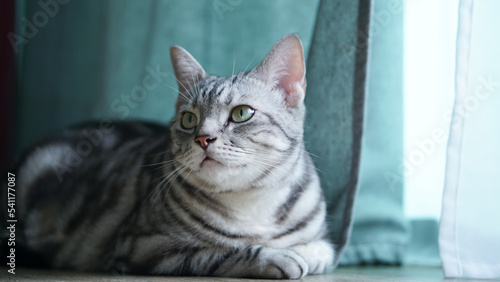 American Shorthair cat Sit back and look at the door There is a curtain on the wooden floor