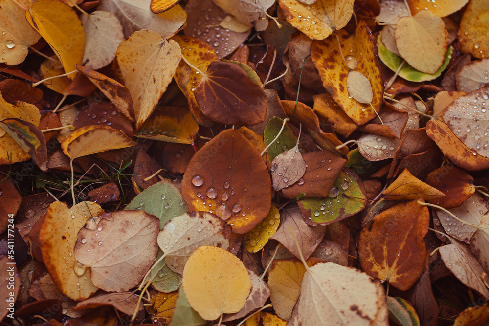 Golden brown autumn background from fallen leaves in dodge drops Golden brown autumn background from fallen leaves in dodge drops