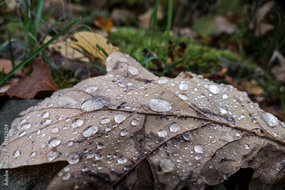 autumn nature in a czech countryside landscape and forest