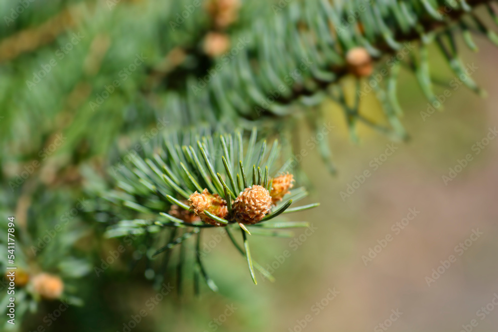 Colorado blue spruce Colorado blue spruce