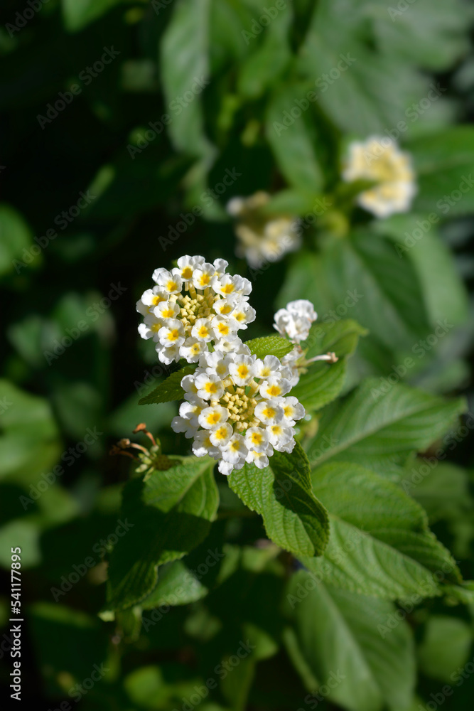 Shrub verbena flower Shrub verbena flower