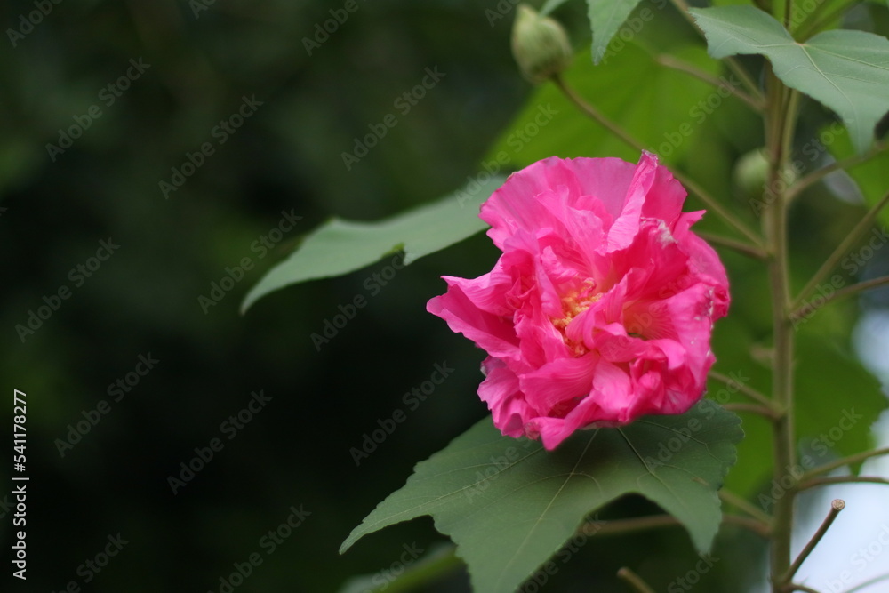 Confederate rose change to magenta in afternoon