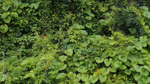 green plant ,green shrub background