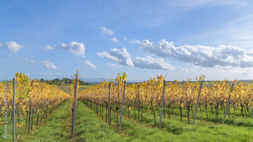 vignes avec feuillage aux couleurs d'automne 