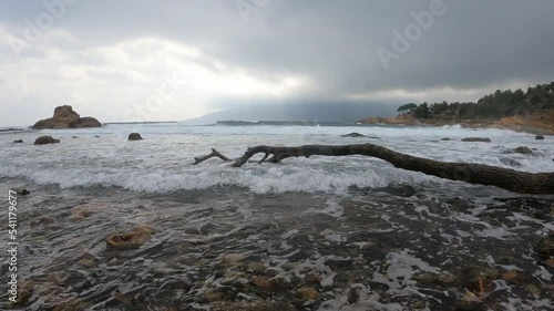 mare in tempesta, ramo di albero corroso dalle onde e dalla salsedine photo