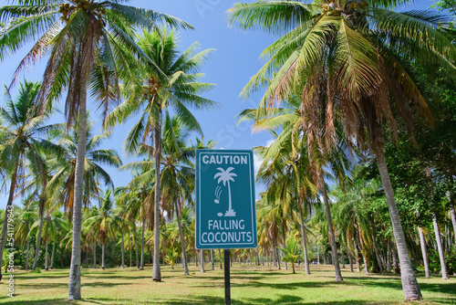 Beautiful sunny day with palm trees, Thala beach nature reserve, Queensland, Australia © Hideaki