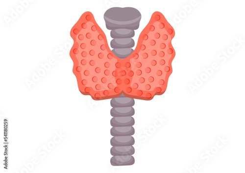 Thyroid gland vector illustration isolated on white background. Human thyroid gland on flat style