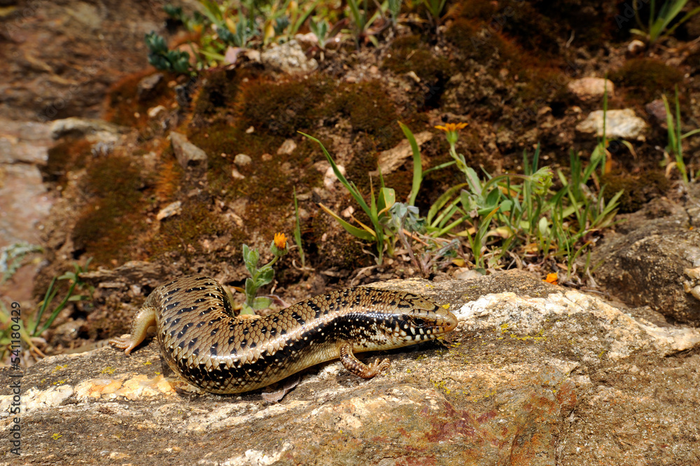 Gefleckter Walzenskink // Ocellated skink (Chalcides ocellatus tiligugu) - Sardinien, Italien