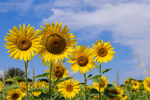 Visual aid of an agronomist  an example of how non-synchronously grow and ripen sunflower  Helianthus annuus  seeds planted next to each other at the same time and under the same conditions