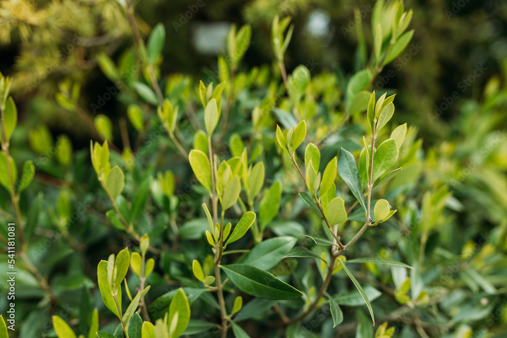 Close-up of bright wet young green foliage of boxwood Buxus sempervirens as perfect backdrop for any natural theme. Detail of green buxus sempervirens shrub, branches with leaves