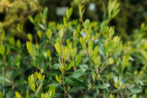 Close-up of bright wet young green foliage of boxwood Buxus sempervirens as perfect backdrop for any natural theme. Detail of green buxus sempervirens shrub, branches with leaves