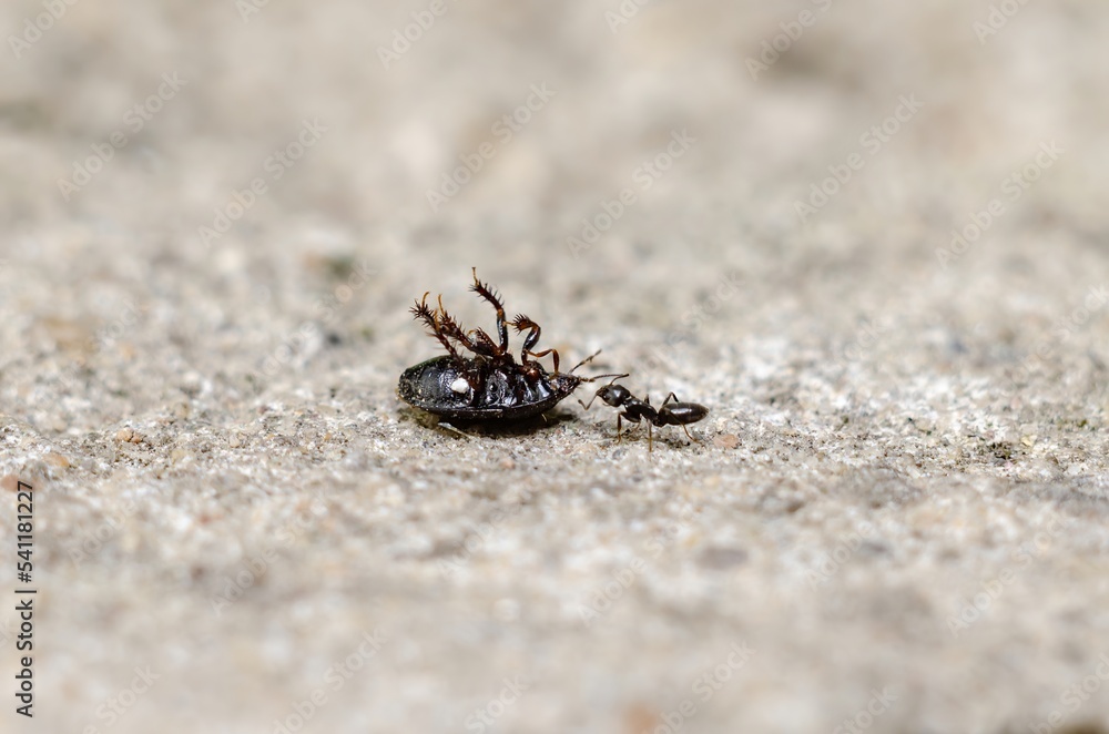 The ant drags the beetle to his anthill.