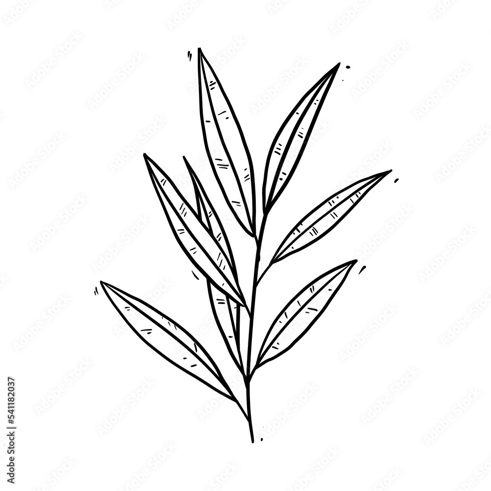 botanical line art