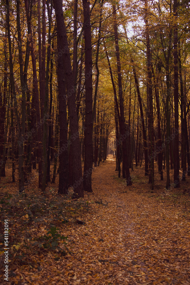 Autumn deciduous forest. Road in the autumn forest. Falling yellow leaves from trees. Seasons Autumn deciduous forest. Road in the autumn forest. Falling yellow leaves from trees. Seasons