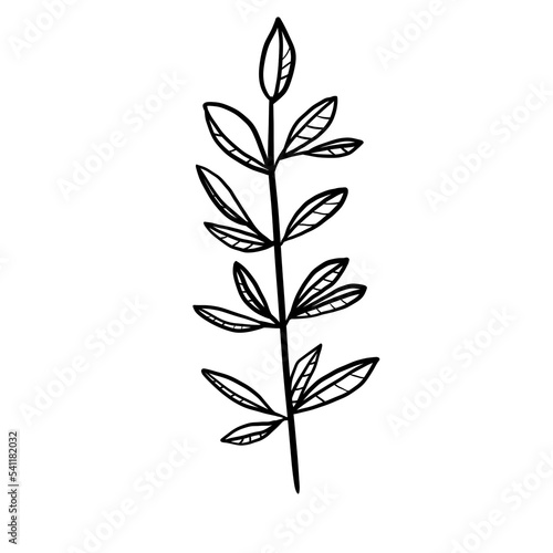 botanical line art