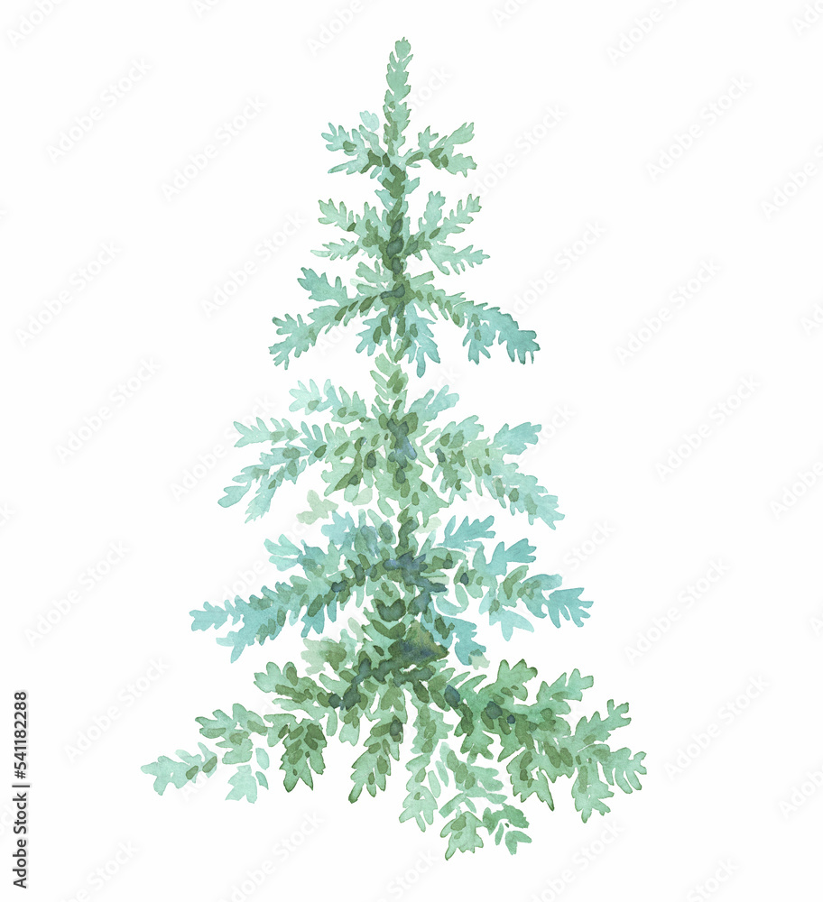Spruce. Watercolor clipart. Hand-painted illustration